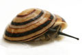 Pleurodonte marginella marginella semiadult
